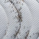 Bed Bug feces on a hotel mattress