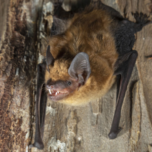 Big Brown Bat close up in tree