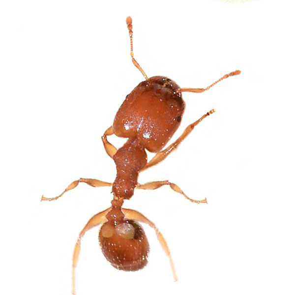 Bigheaded Ant close up white background