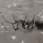 black widow spider crawling on her web