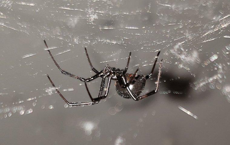 black widow spider crawling on her web