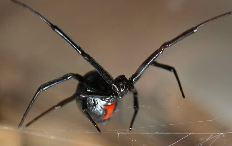 underside of a black widow in her web