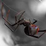 black widow spider in Modesto