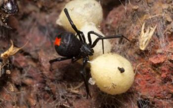 black widow, a common spider in central california, tends to her eggs