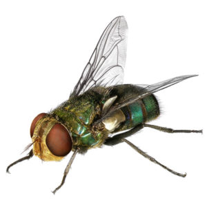 Blow Fly close up white background