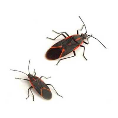 Boxelder Bugs | InsectIQ Pest Control Service serving Modesto, CA
