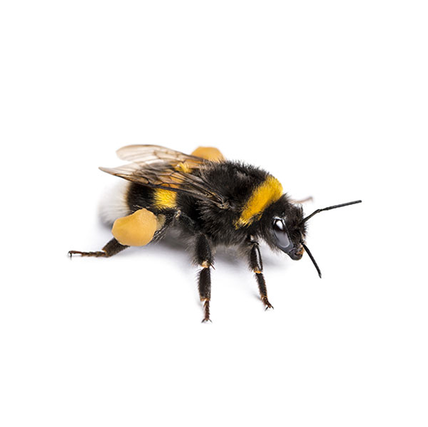 Bumblebee close up white background