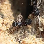 carpenter ants and the damage they do to wood