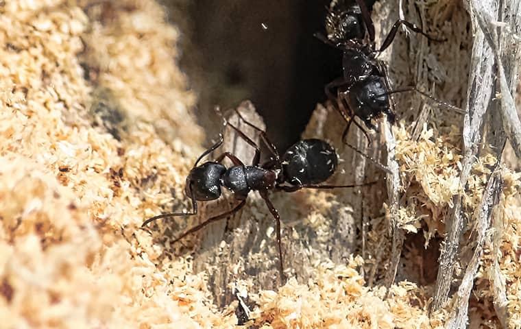 carpenter ants and the damage they do to wood