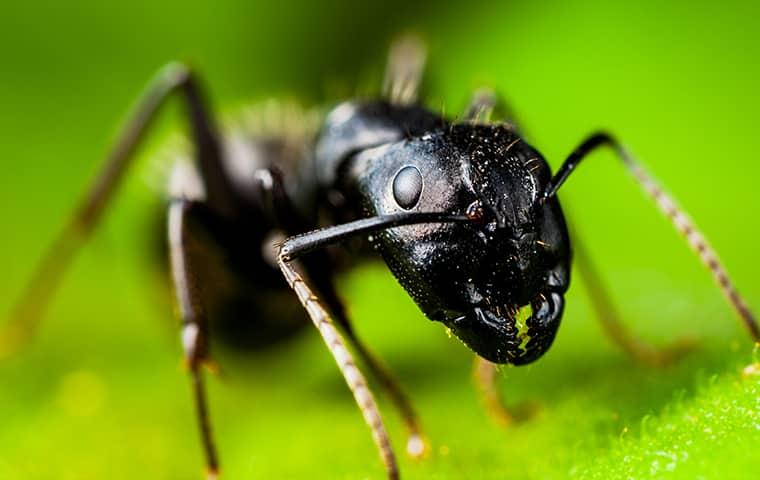 carpenter ant on a leaf