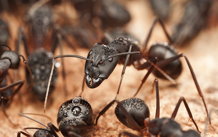 carpenter ants crawling in a home