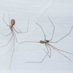 cellar spiders on the ceiling in a Modesto home