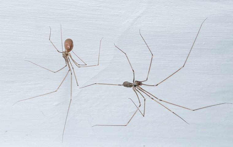 cellar spiders on the ceiling in a Modesto home