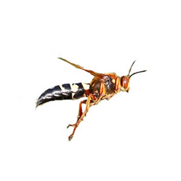 Cicada Killer Wasp close up white background