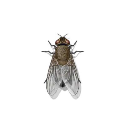 Cluster Fly | InsectIQ Pest Control Service serving Modesto, CA