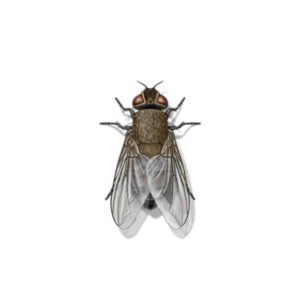 Cluster Fly close up white background