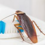 cockroach crawling on a toothbrush