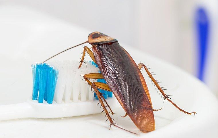 cockroach crawling on a toothbrush