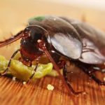 cockroach eating food off the floor in a Modesto home