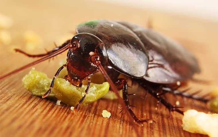 cockroach eating food off the floor in a Modesto home