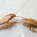 cockroaches crawling in a Modesto home