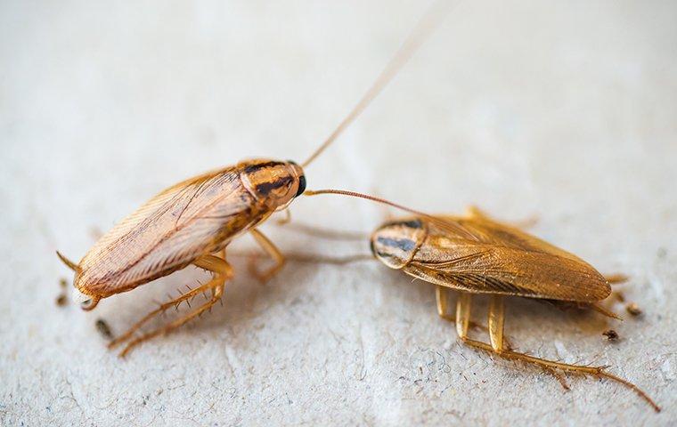 cockroaches crawling in a Modesto home