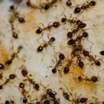 ants crawling around on a floor inside a home
