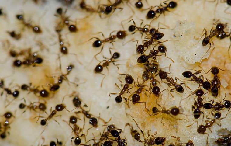 ants crawling around on a floor inside a home