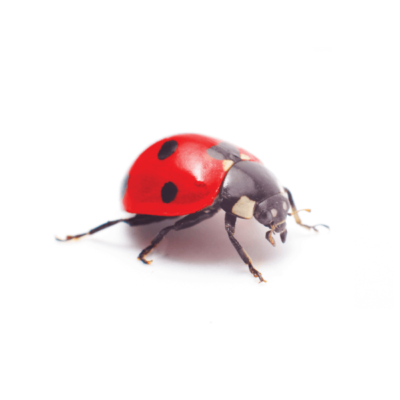 Insect Q Pest Identification Library Identification & Info | Insect IQ, Inc ...