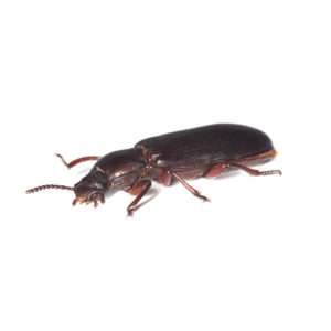 Confused Flour Beetle close up white background