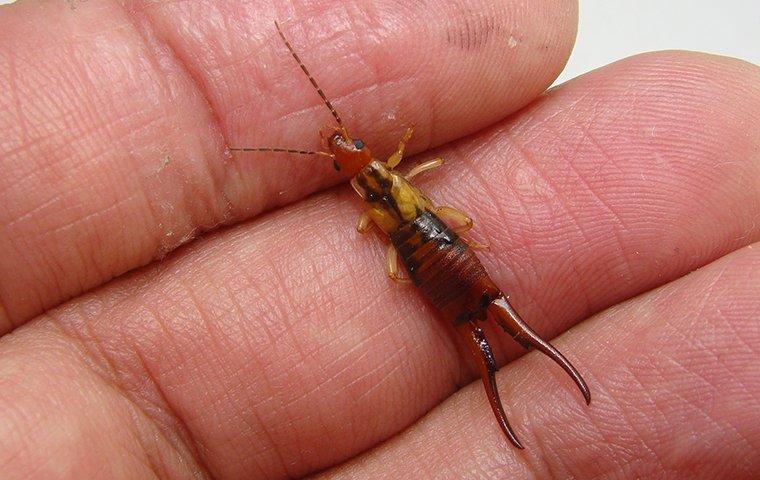 Earwig walking on a hand