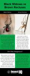 this handy infographic compares black widows and brown recluse spiders
