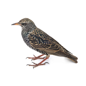 European Starling close up white background