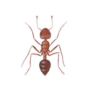 Close up illustration of a fire ant white background