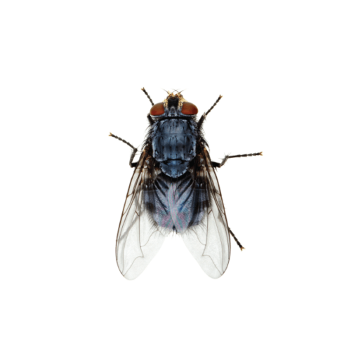 Insect Q Pest Identification Library Identification & Info | Insect IQ, Inc ...