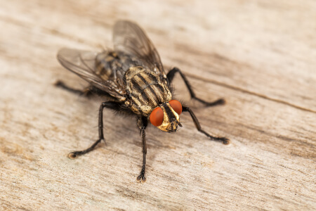 Fly on wood close up