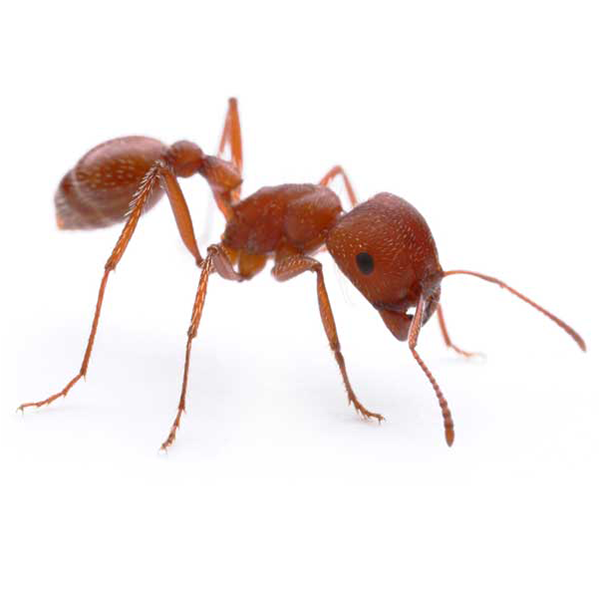 Harvester Ant close up white background