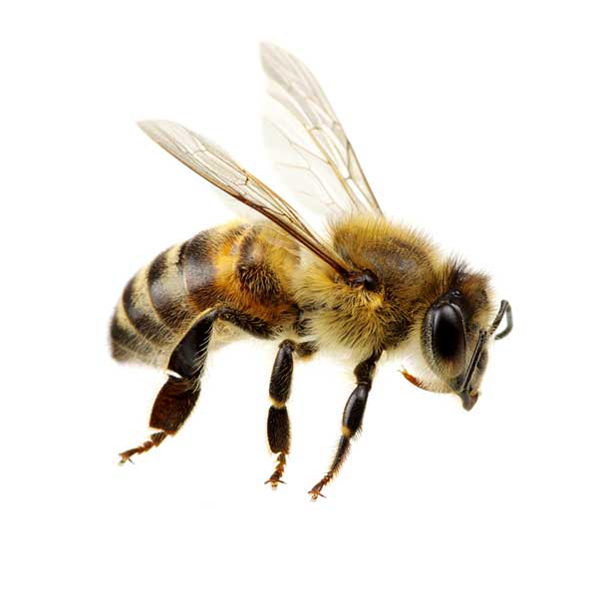 Honey Bee close up white background