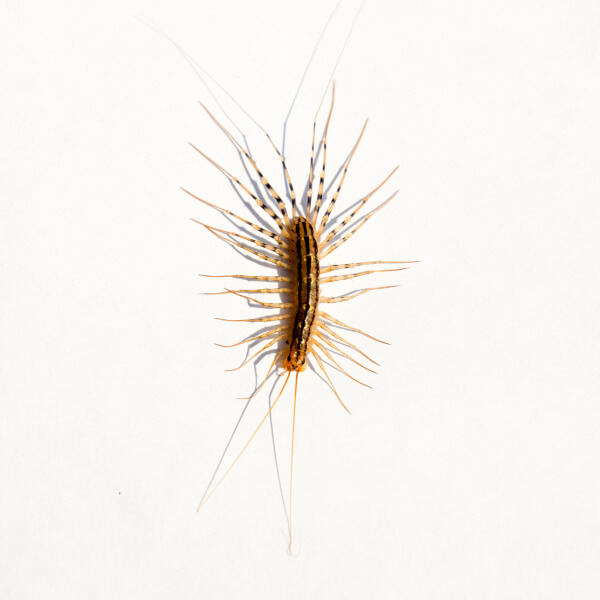 House Centipede close up white background