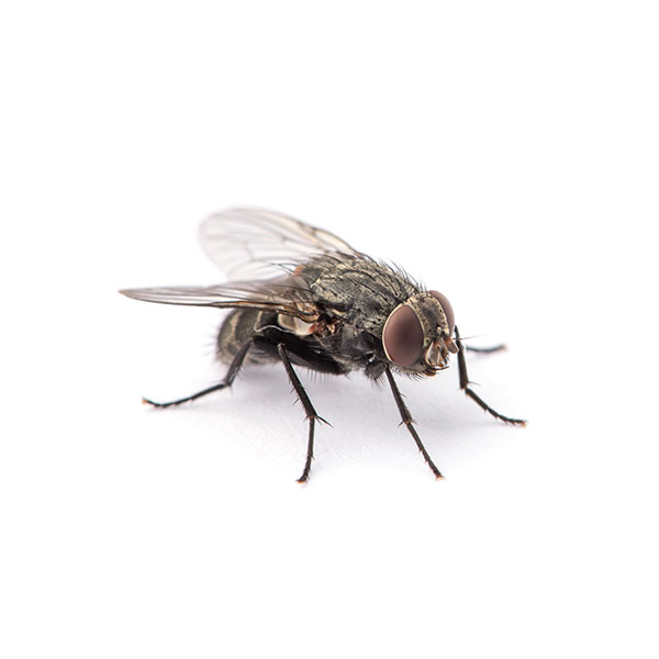 House Fly close up white background