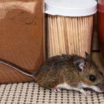 house mouse in a kitchen