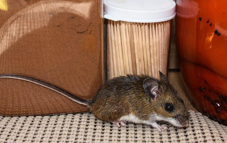 house mouse in a kitchen