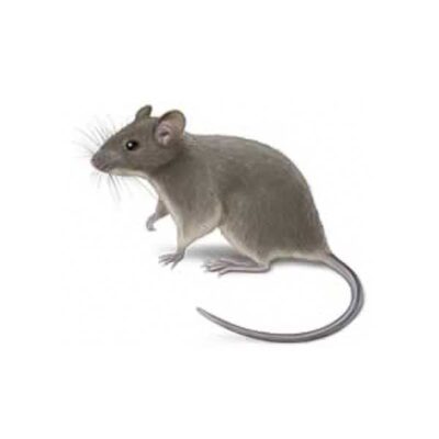 House Mouse | InsectIQ Pest Control Service serving Modesto, CA
