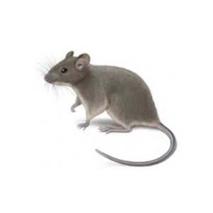 House Mouse close up white background