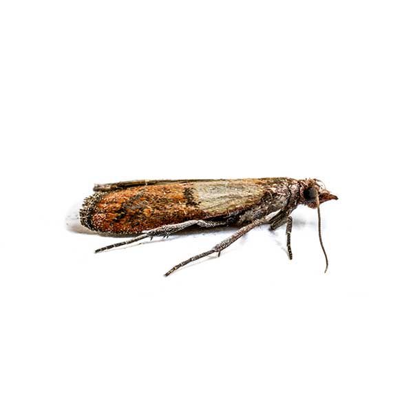 Indian Meal Moth | InsectIQ Pest Control Service serving Modesto, CA