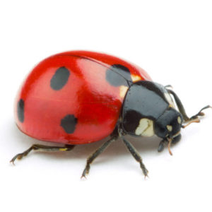 Ladybug close up white background