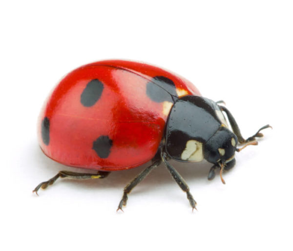 Ladybug close up white background