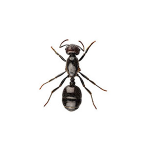 Little Black Ant close up white background