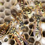 multiple wasps inside their nest