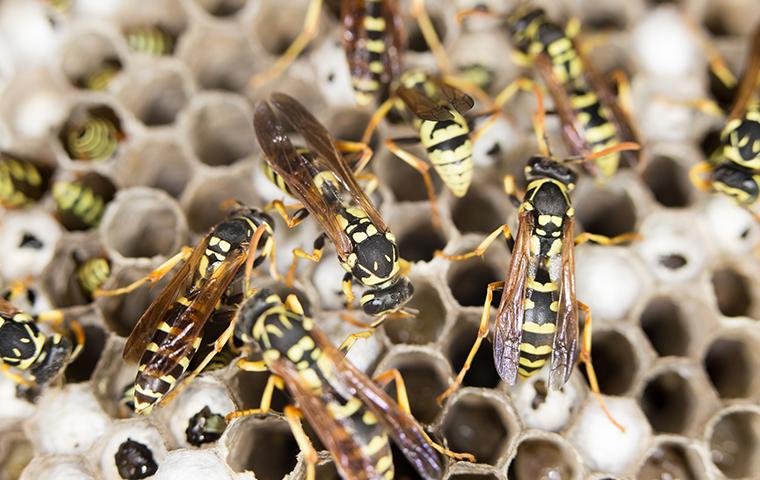 multiple wasps inside their nest